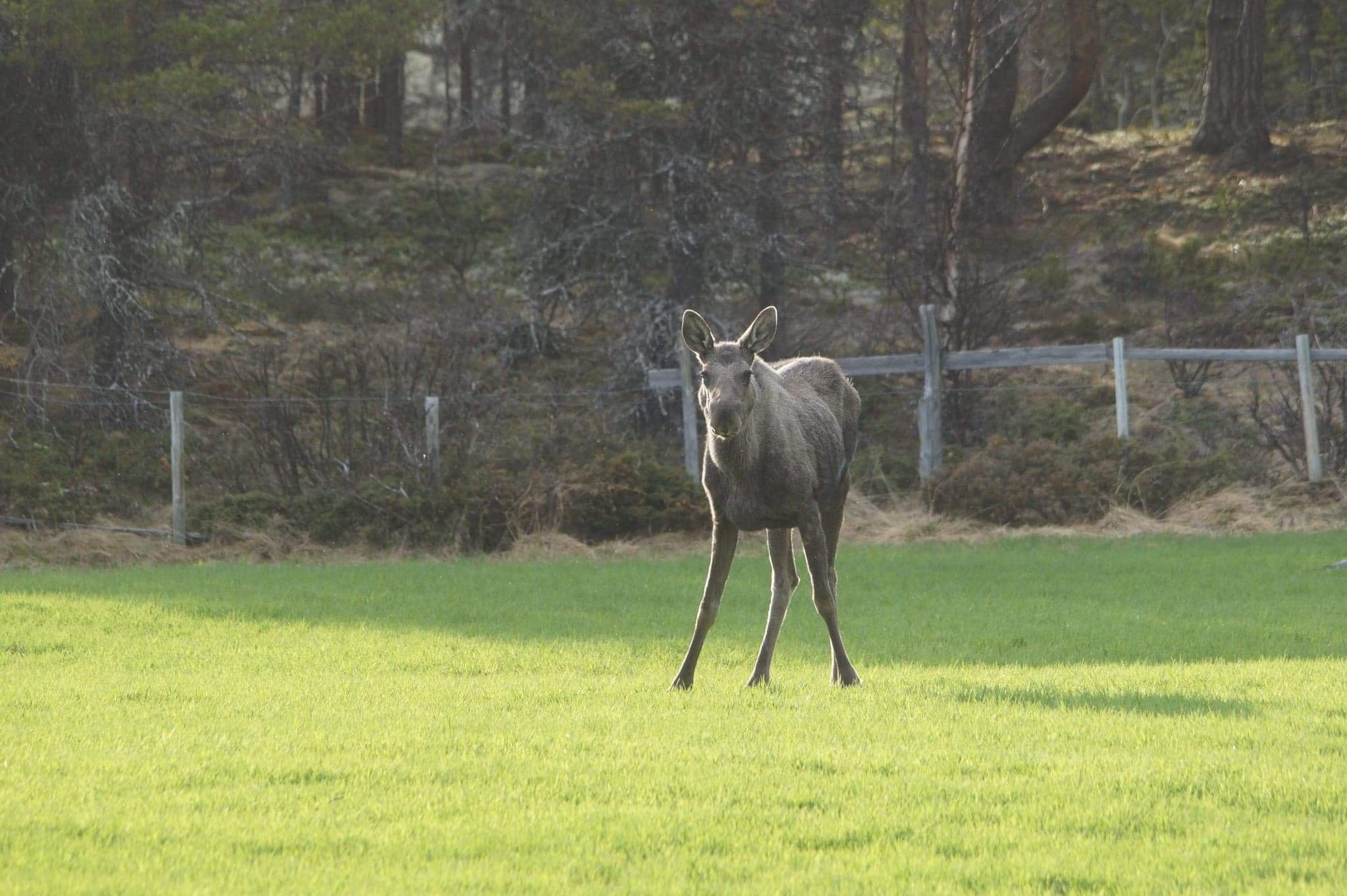 Snøhetta Camping (Hjerkinn)